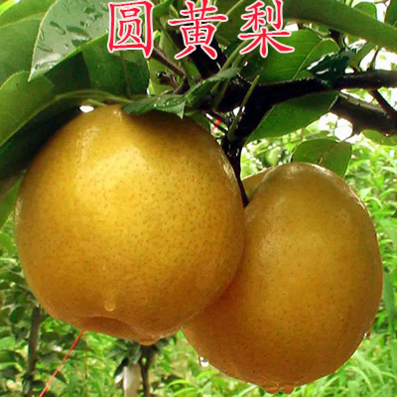 嫁接梨树苗圆黄梨苗脆甜蜜梨树苗现挖苗发货