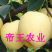皇冠梨苗香梨苗莱阳水晶梨苗嫁接雪梨树苗基地现挖苗发货