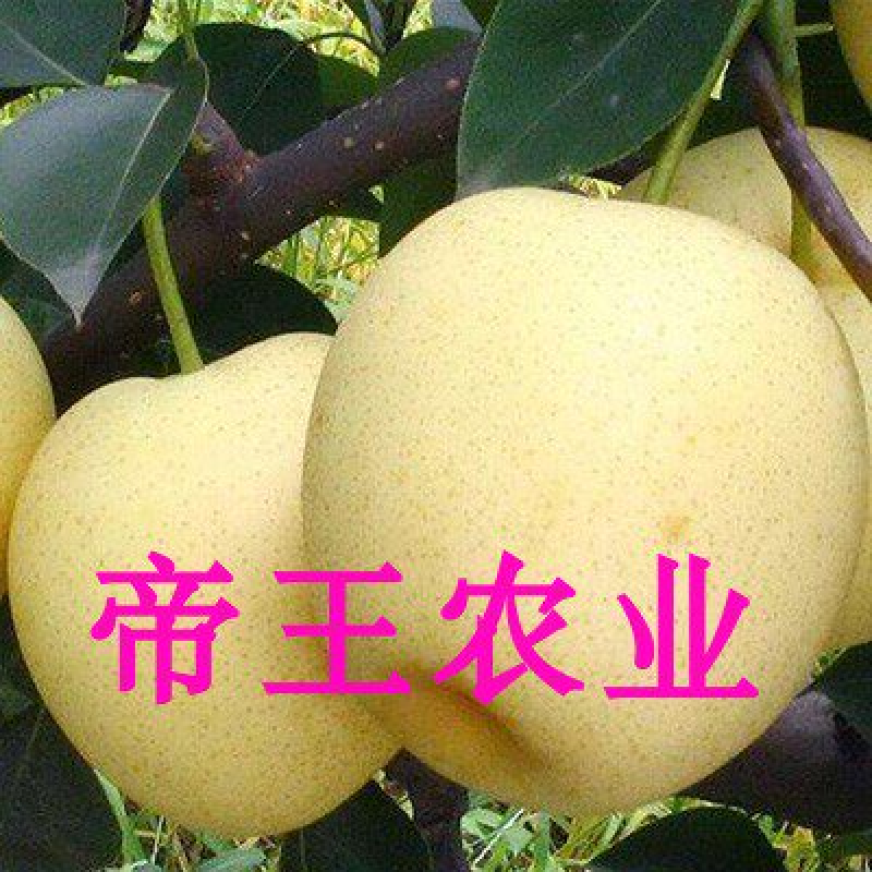 皇冠梨苗香梨苗莱阳水晶梨苗嫁接雪梨树苗基地现挖苗发货