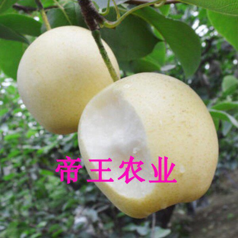 皇冠梨苗香梨苗莱阳水晶梨苗嫁接雪梨树苗基地现挖苗发货
