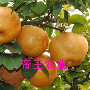 嫁接晚秋黄梨树苗黄金梨苗脆甜梨树苗基地现挖苗发货
