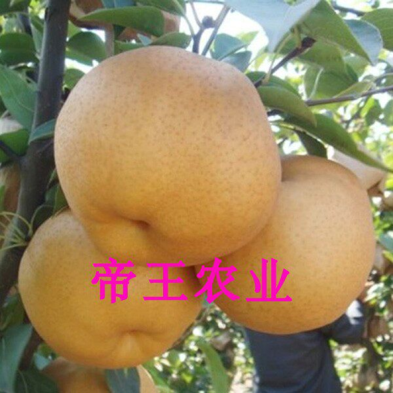 嫁接晚秋黄梨树苗黄金梨苗脆甜梨树苗基地现挖苗发货