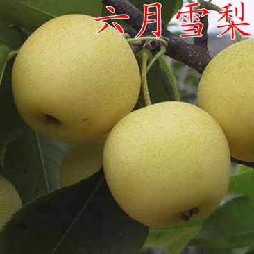 早熟梨苗黄金水晶梨六月雪梨苗嫁接梨树苗