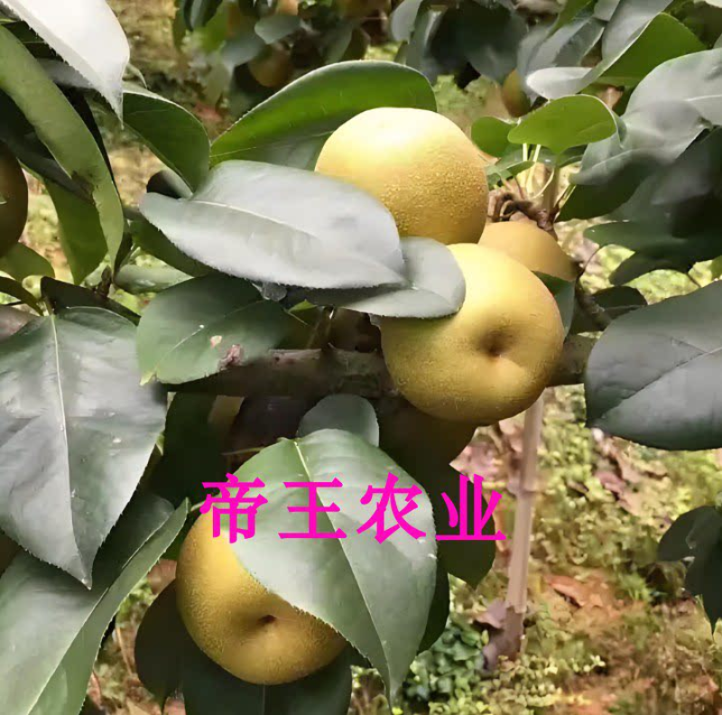 早熟梨苗黄金水晶梨六月雪梨苗嫁接梨树苗