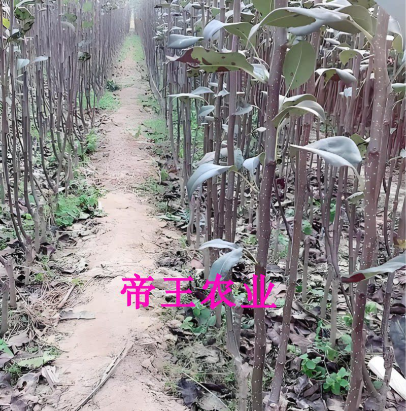 早熟梨苗黄金水晶梨六月雪梨苗嫁接梨树苗