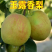玉露香梨苗脆甜无渣口感好基地直销嫁接梨树苗