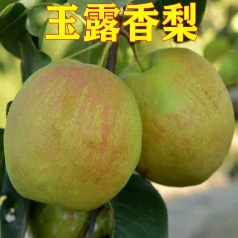 玉露香梨苗脆甜无渣口感好基地直销嫁接梨树苗
