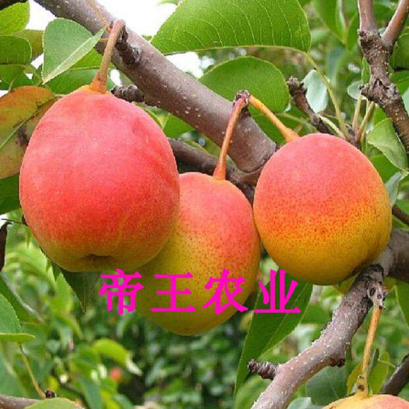 君睐红梨树苗嫁接新品种红梨脆梨蜜酥梨苗