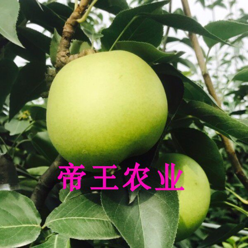 绿宝石梨苗中华一号梨树苗南方北方种植梨子苗