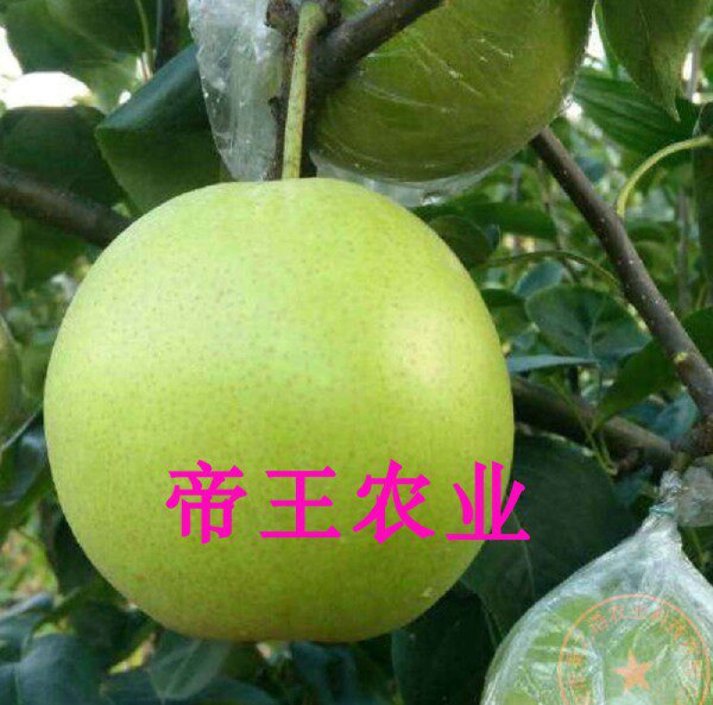 绿宝石梨苗中华一号梨树苗南方北方种植梨子苗