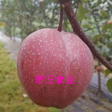 奥红一号梨苗全红梨苗嫁接梨树苗现挖苗发货