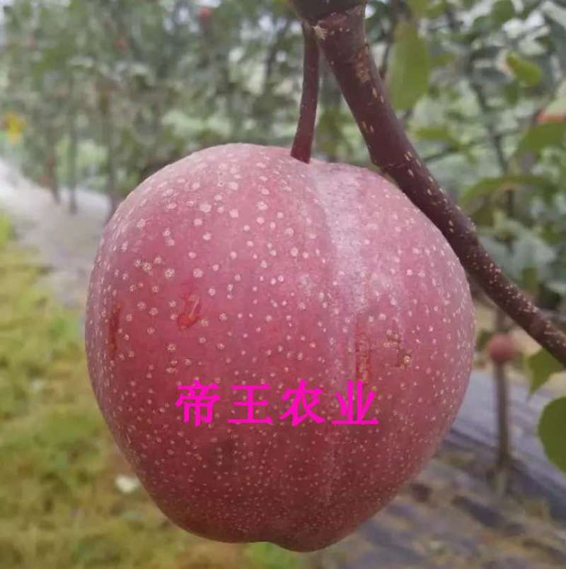 奥红一号梨苗全红梨苗嫁接梨树苗现挖苗发货