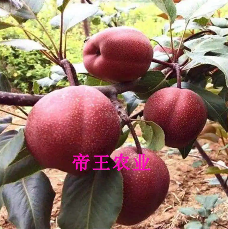 奥红一号梨苗全红梨苗嫁接梨树苗现挖苗发货