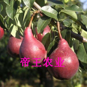 红啤梨苗嫁接脆蜜梨树苗西洋梨红梨果树苗