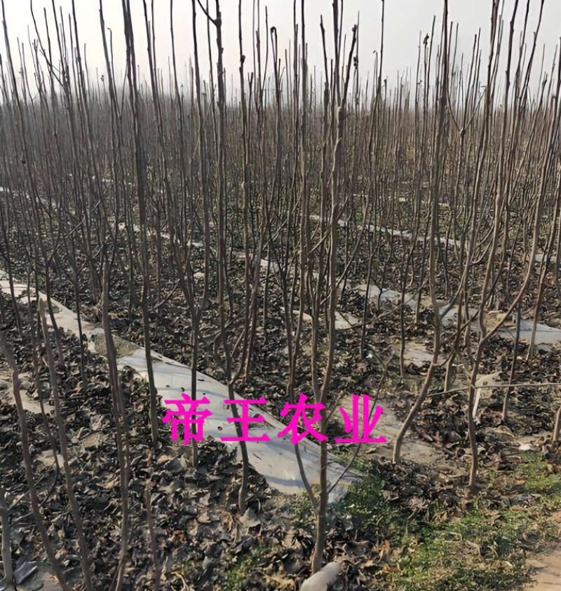 红啤梨苗嫁接脆蜜梨树苗西洋梨红梨果树苗
