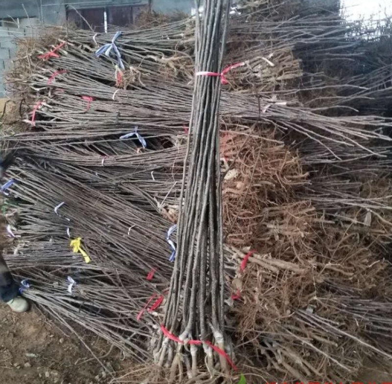 红啤梨苗嫁接脆蜜梨树苗西洋梨红梨果树苗