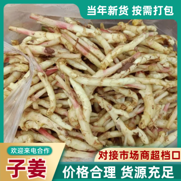 四川子姜鲜嫩可口欢迎询价对接全国量大从优价格优惠质量好
