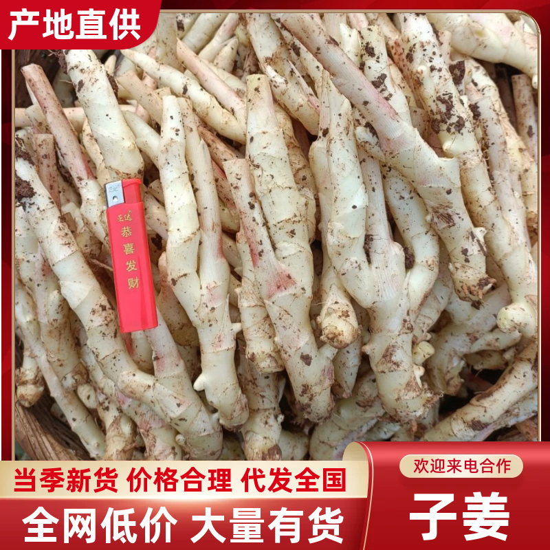 四川子姜新鲜上市价格美丽质量好鲜嫩可口欢迎询价热卖