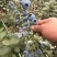 云南蓝莓L11蓝莓花香蓝莓一手货源全国发货可视频