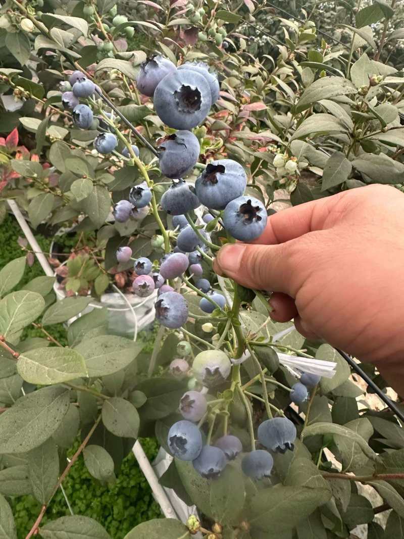 云南蓝莓L11蓝莓花香蓝莓一手货源全国发货可视频
