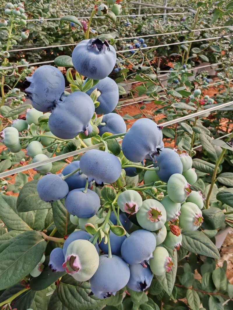 云南蓝莓L11蓝莓花香蓝莓一手货源全国发货可视频