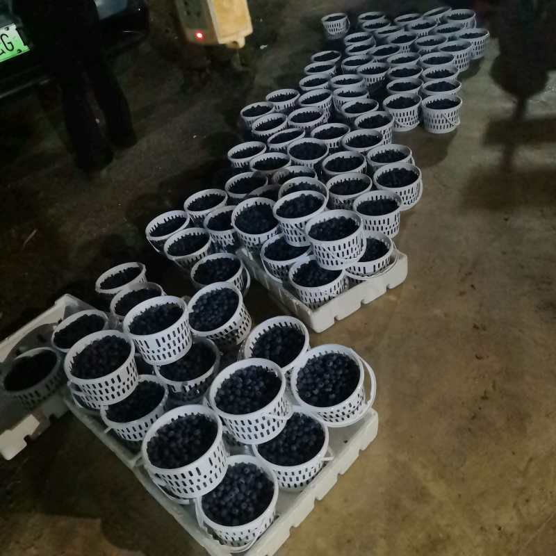 云南蓝莓L11蓝莓花香蓝莓一手货源全国发货可视频