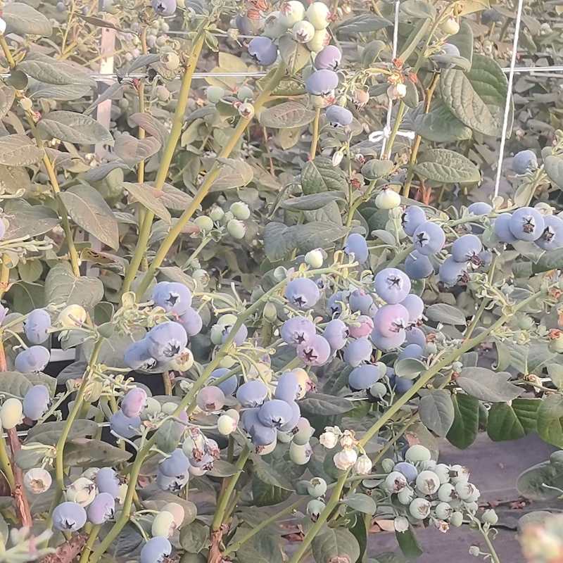 云南蒙自蓝莓精品蓝莓规格全量大价优可视频看货