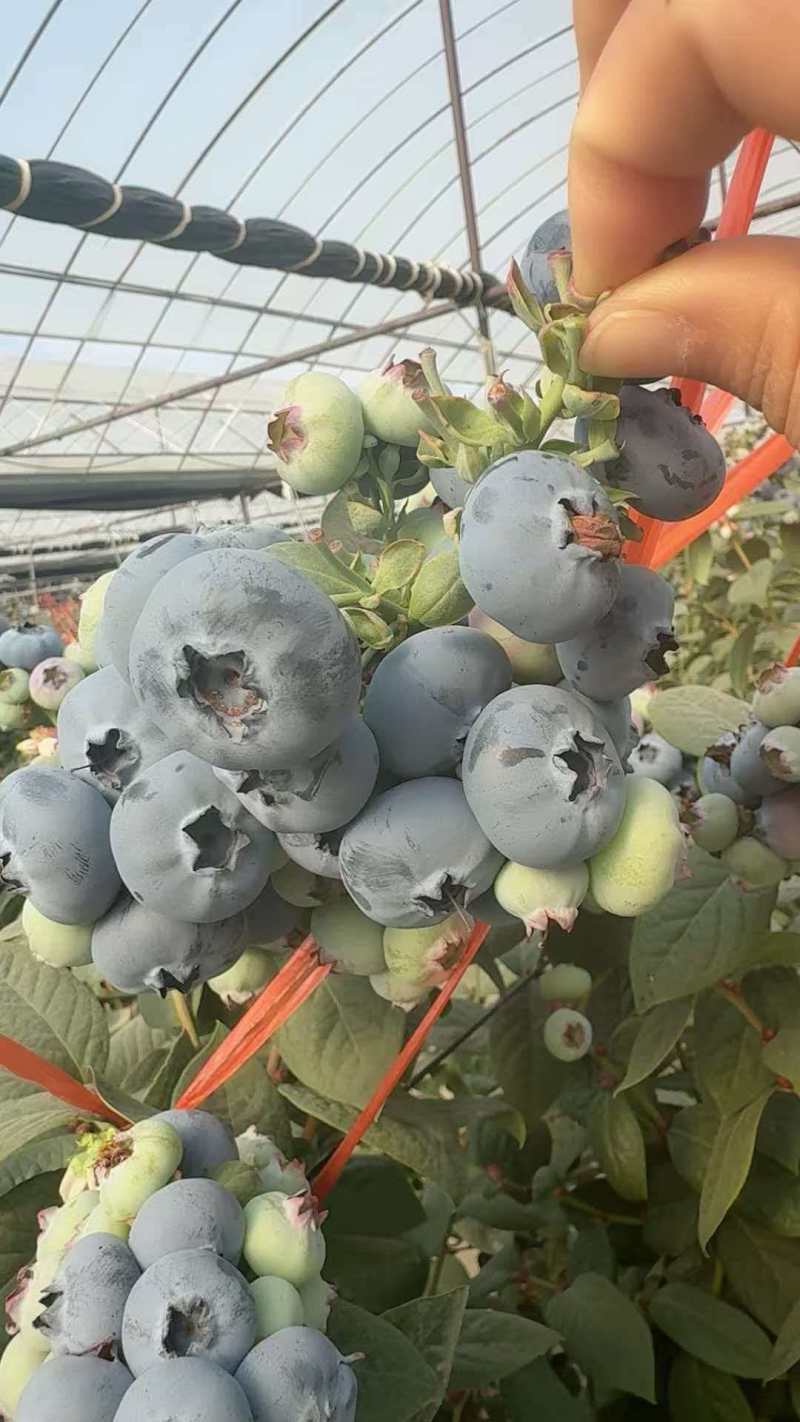 云南蒙自蓝莓精品蓝莓规格全量大价优可视频看货
