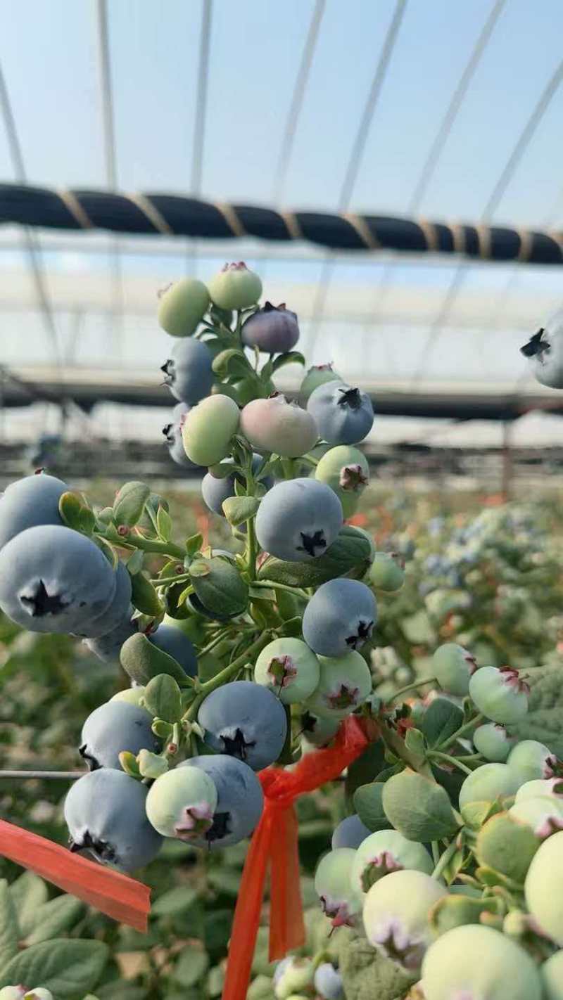 云南蒙自蓝莓精品蓝莓规格全量大价优可视频看货