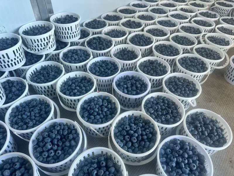好货推荐精品蓝莓基地一手货源对接电商市场商超