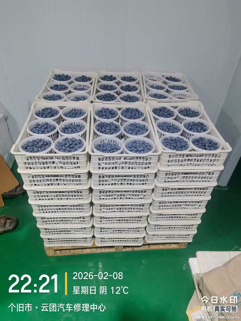 好货推荐精品蓝莓基地一手货源对接电商市场商超
