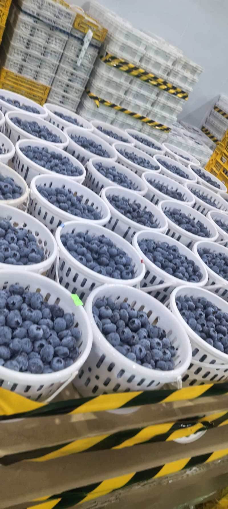 好货推荐精品蓝莓基地一手货源对接电商市场商超
