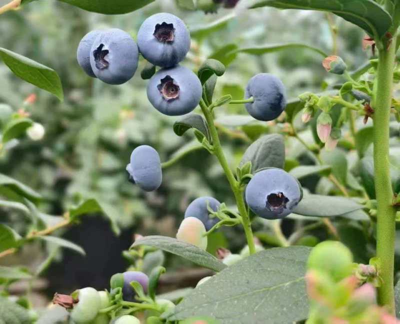 好货推荐精品蓝莓基地一手货源对接电商市场商超