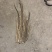 河北铁棍山药紫药大货基地直发对接电商市场商超