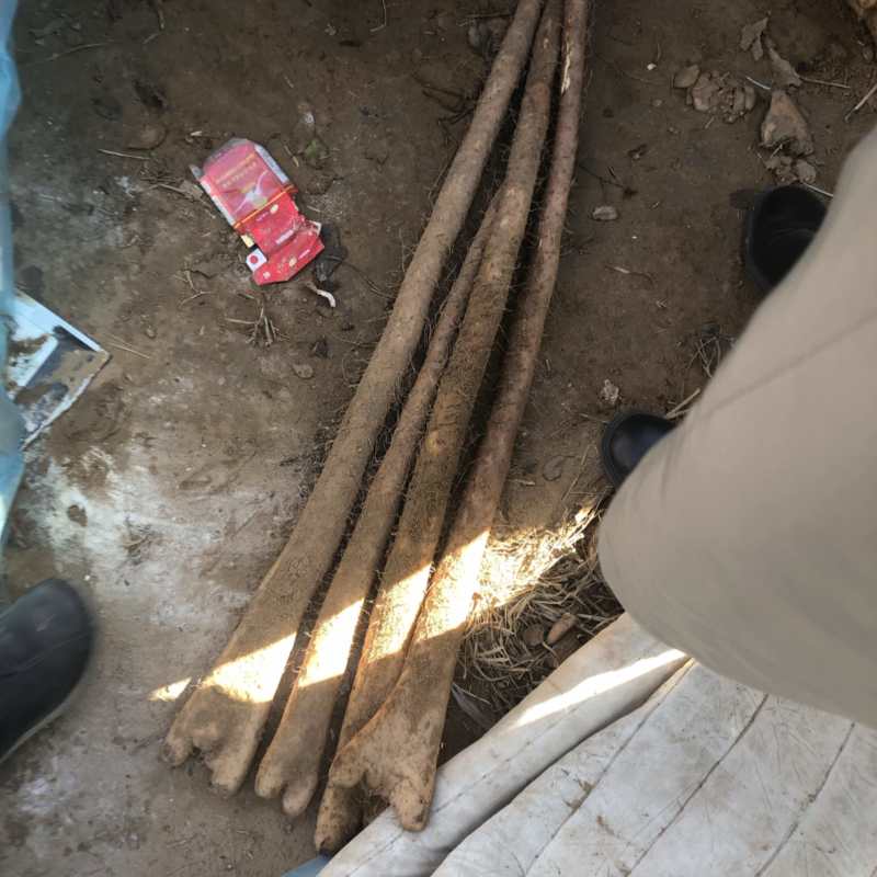 河北铁棍山药紫药大货基地直发对接电商市场商超