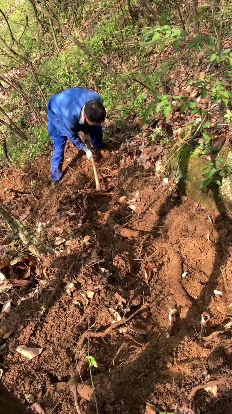 野生葛根粉，大量现货速发，伴手礼公司福利团购活动