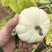 奶芙南瓜种子白贝贝瓜小南瓜大田基地种植甜面易种植