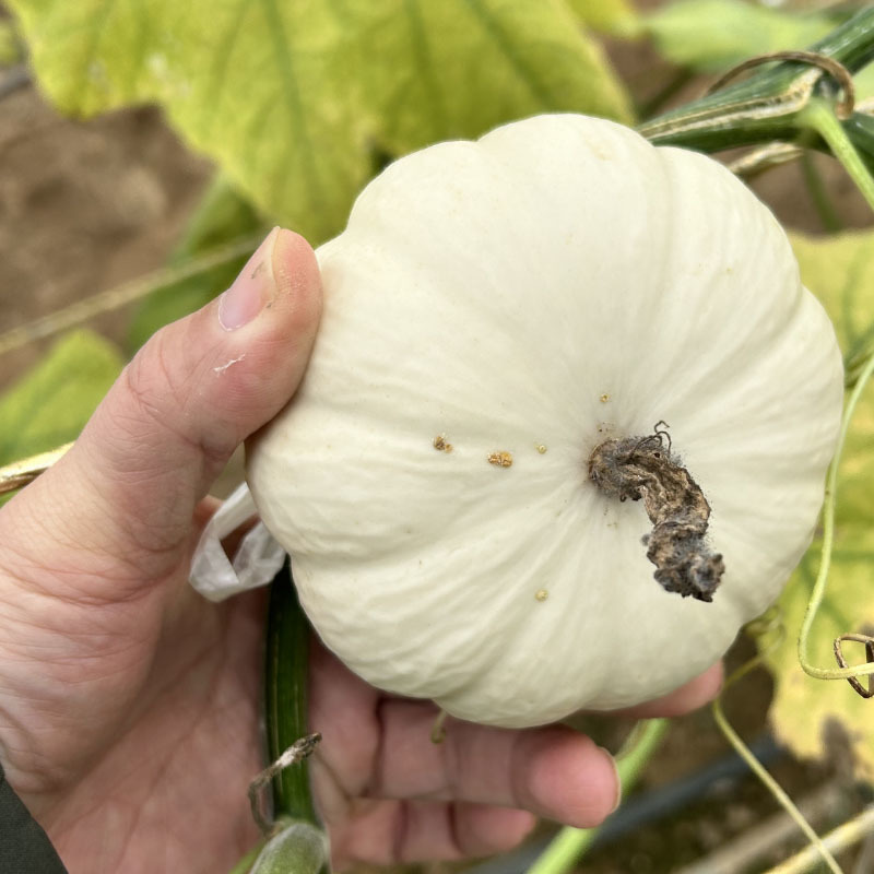 奶芙南瓜种子白贝贝瓜小南瓜大田基地种植甜面易种植