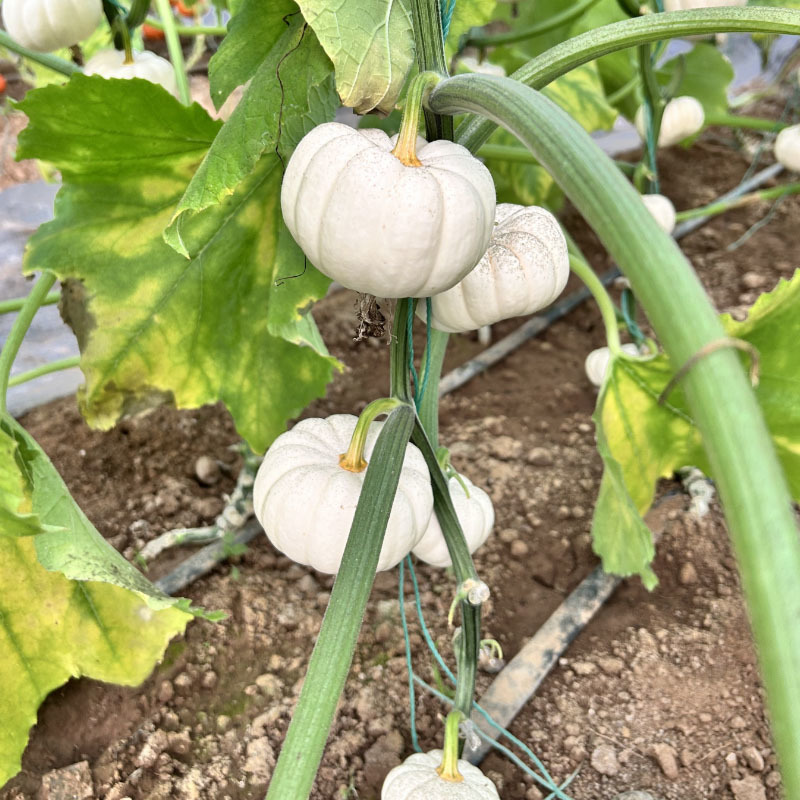 奶芙南瓜种子白贝贝瓜小南瓜大田基地种植甜面易种植