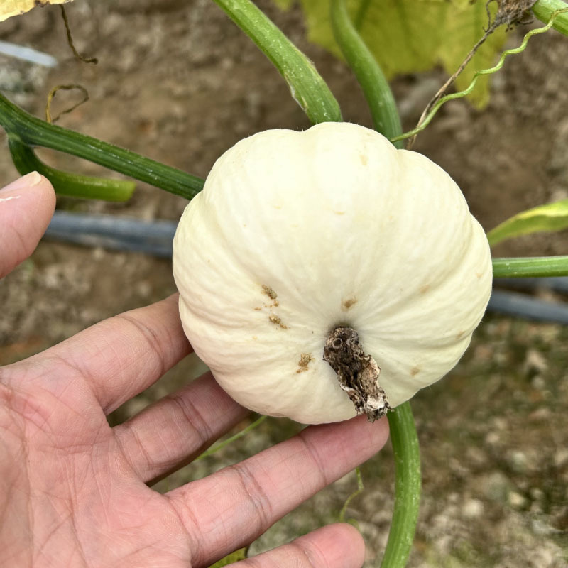 奶芙南瓜种子白贝贝瓜小南瓜大田基地种植甜面易种植