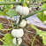 奶芙南瓜种子白贝贝瓜小南瓜大田基地种植甜面易种植