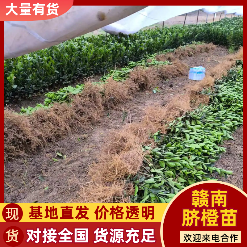 赣南纽荷尔脐橙苗，优质果树苗，大量有货欢迎各位老板来电咨