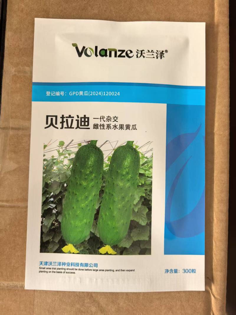雌性系水果黄瓜种子贝拉迪早熟高产一叶一瓜高产旱黄瓜种子