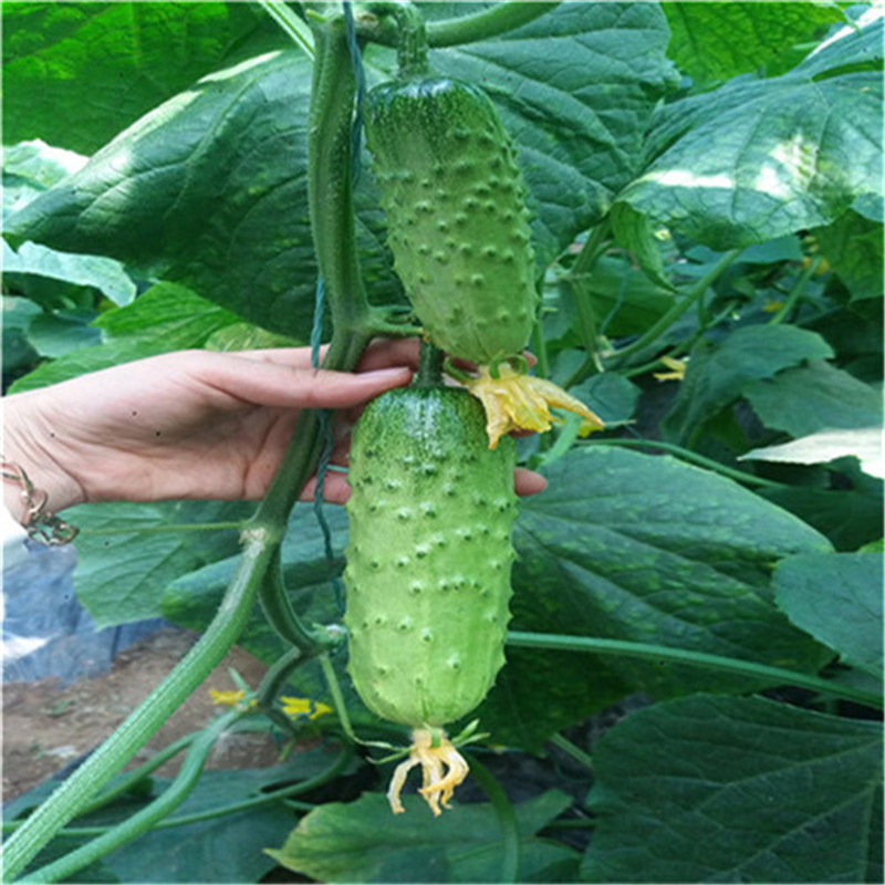 雌性系水果黄瓜种子贝拉迪早熟高产一叶一瓜高产旱黄瓜种子