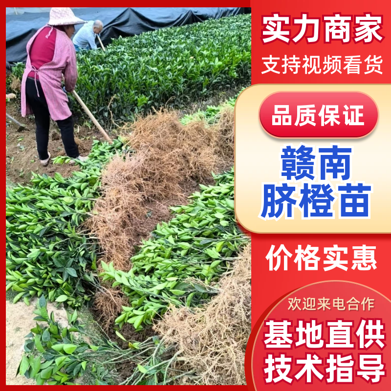 赣南脐橙苗育苗基地直发，品种齐全，成活率高，品质保证
