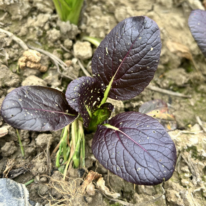 紫油菜种子半束腰四季种耐热耐寒盆栽小鸡毛菜高产