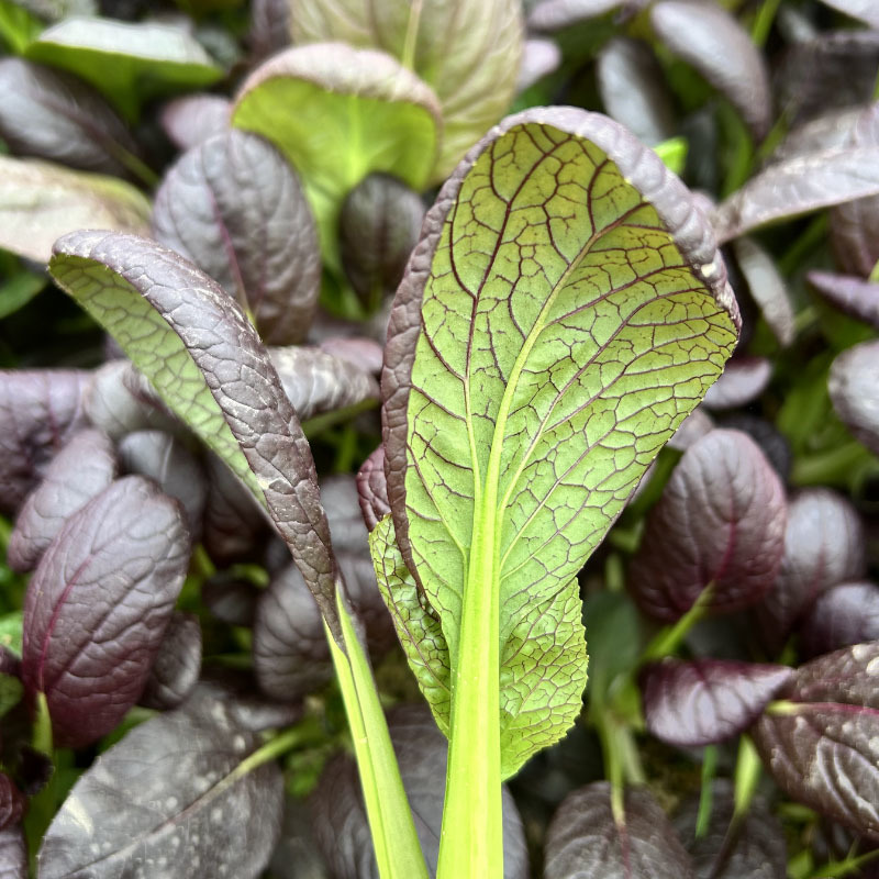 紫油菜种子半束腰四季种耐热耐寒盆栽小鸡毛菜高产