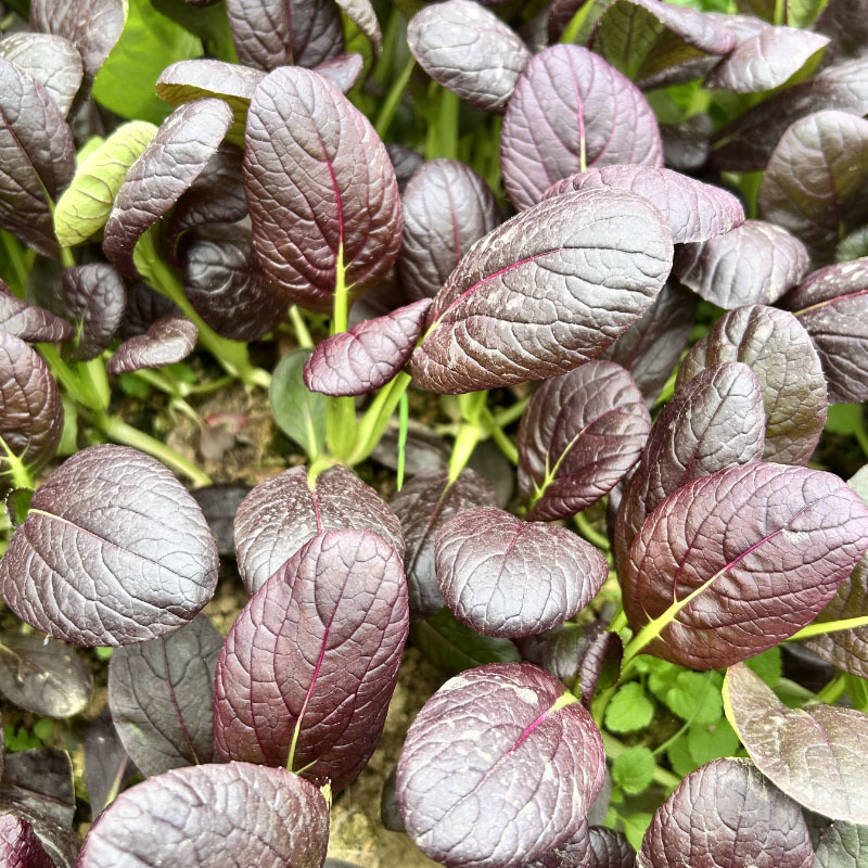 紫油菜种子半束腰四季种耐热耐寒盆栽小鸡毛菜高产