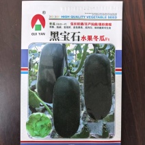 黑宝石水果冬瓜种子早熟墨绿小冬瓜种子绿肉脆爽可生食