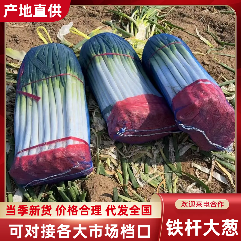 网包净葱铁杆大葱，基地直供，规格齐全，量大从优欢迎电联